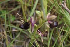 Ophrys bertolonii