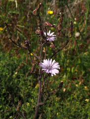 Lactuca tuberosa