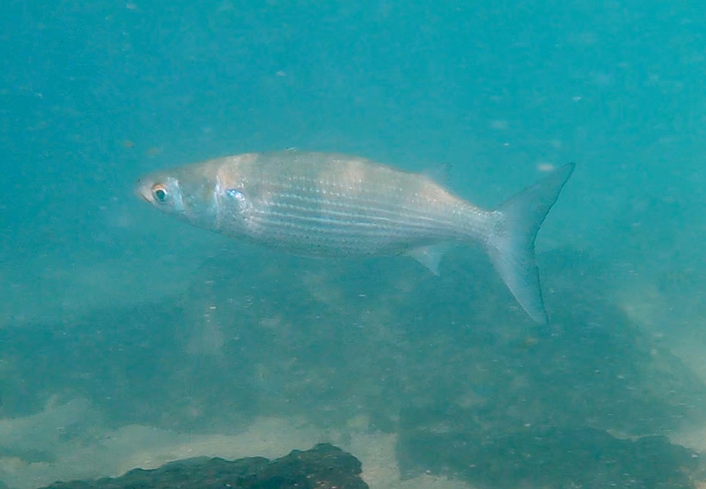 Thoburn's mullet (Xenomugil thoburni) — Mugilidae