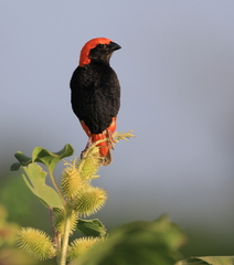 Zanzibar Red Bishop photo 2