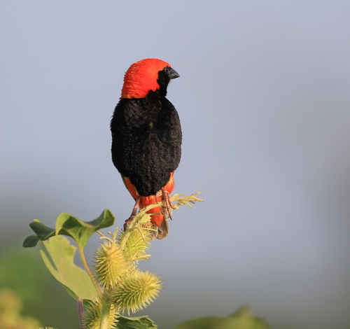 Zanzibar Red Bishop (Euplectes nigroventris), photo 4