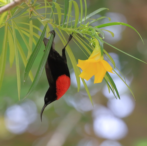 Hunter's Sunbird (Chalcomitra hunteri), photo 4
