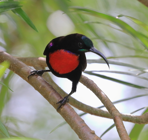 Hunter's Sunbird (Chalcomitra hunteri), photo 9