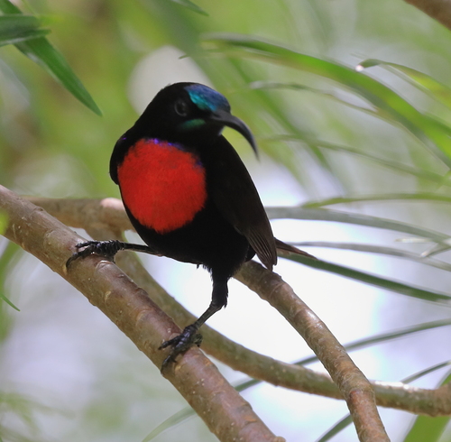 Hunter's Sunbird (Chalcomitra hunteri), photo 5