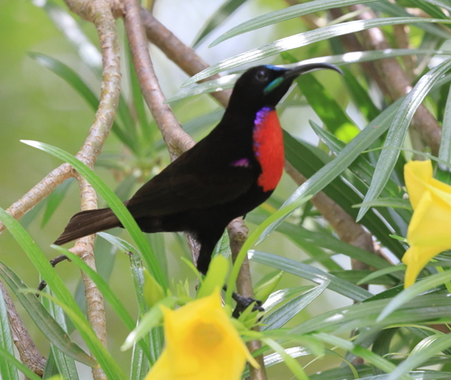 Hunter's Sunbird (Chalcomitra hunteri), photo 10