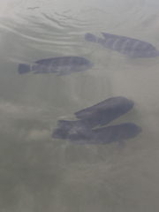Heterotilapia buettikoferi