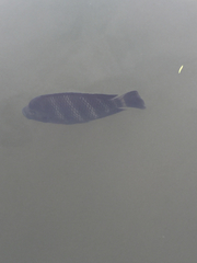 Heterotilapia buettikoferi