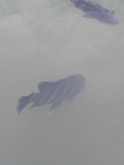 Heterotilapia buettikoferi