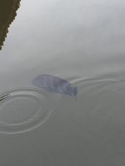 Heterotilapia buettikoferi