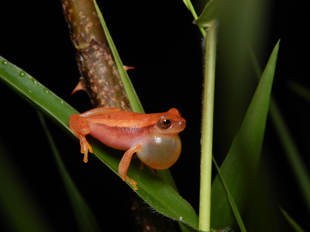 Mathiasson's Treefrog