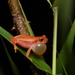 Mathiasson's Tree Frog - Photo (c) Khristian Venegas Valencia, some rights reserved (CC BY-NC), uploaded by Khristian Venegas Valencia