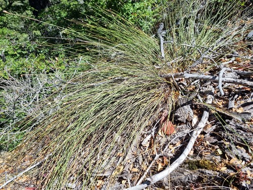 Carex aphylla (Carex aphylla)