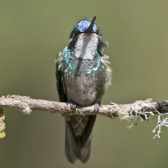 Lampornis castaneoventris