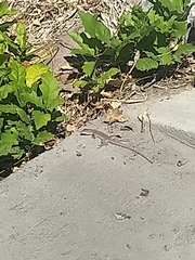 Aspidoscelis uniparens