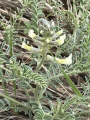 Sophora nuttalliana