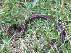 Thamnophis sirtalis