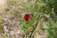 Lotus tetragonolobus