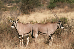 Oryx beisa beisa