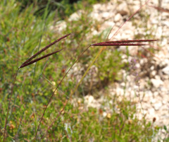 Andropogon distachyos