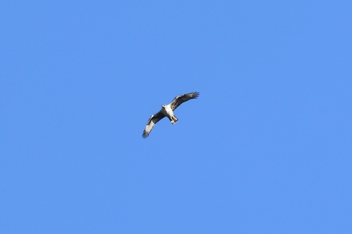Águila perdicera (Aquila fasciata)