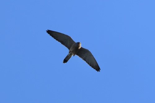 Cernícalo primilla (Falco naumanni)