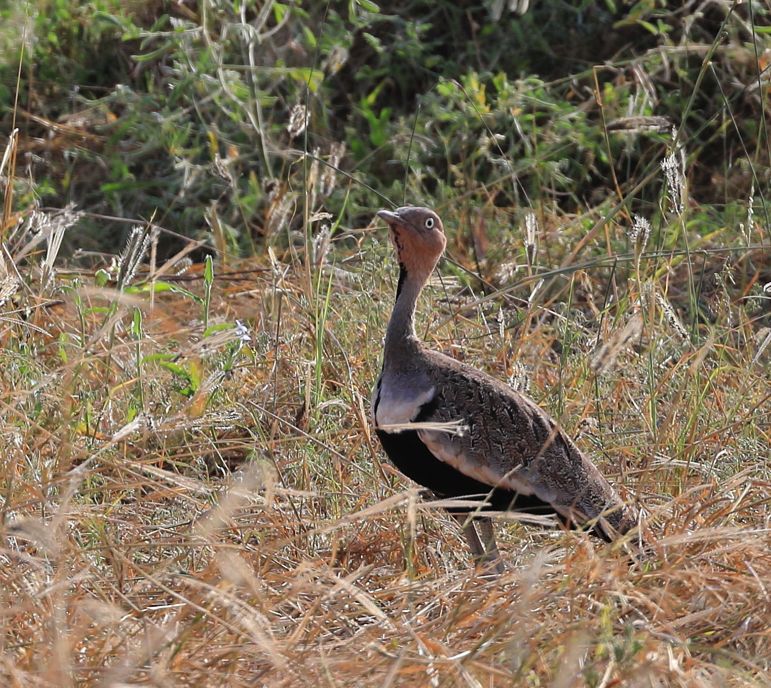 Buff-crested Bustard (Lophotis gindiana), photo 9