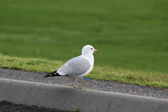 Larus delawarensis