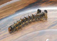 Veniliodes pantheraria