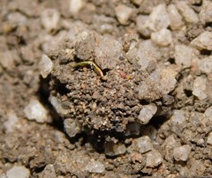 Veniliodes pantheraria