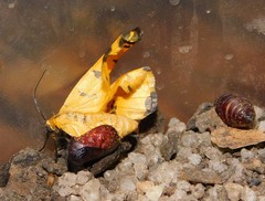 Veniliodes pantheraria