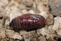 Veniliodes pantheraria