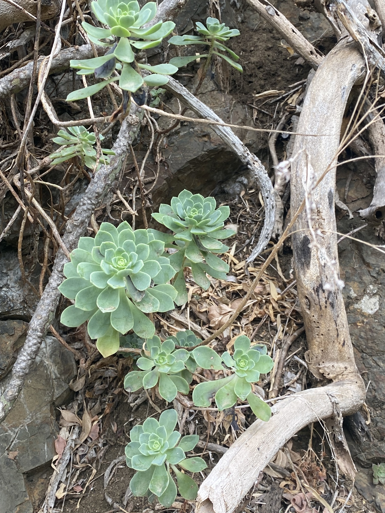 Imagem de Aeonium Catavento