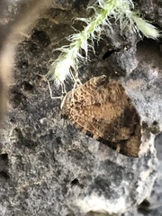 Heterusia