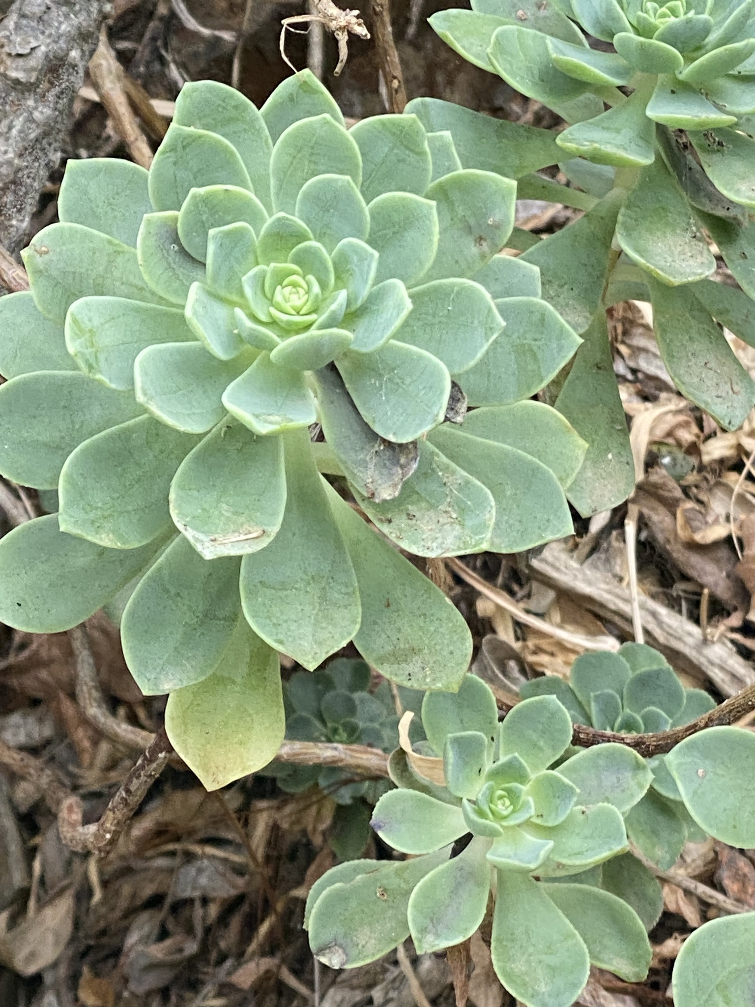 Imagem de Aeonium Catavento