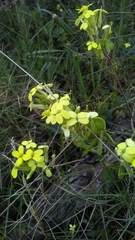 Biscutella auriculata