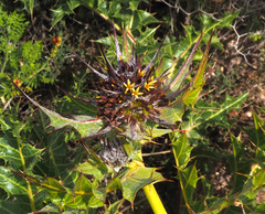 Gundelia tournefortii