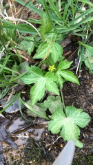 Ranunculus recurvatus