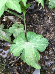 Ranunculus recurvatus