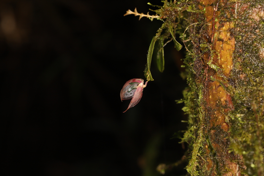 Lepanthes felis