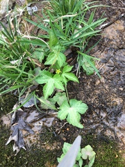 Ranunculus recurvatus