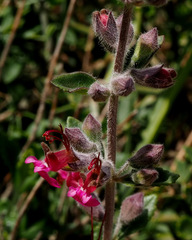 Teucrium divaricatum