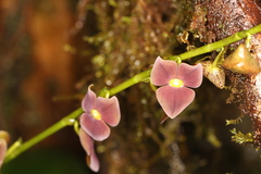 Stelis superbiens