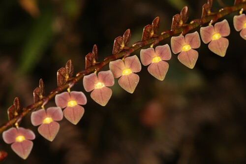 Stelis superbiens, photograph 1