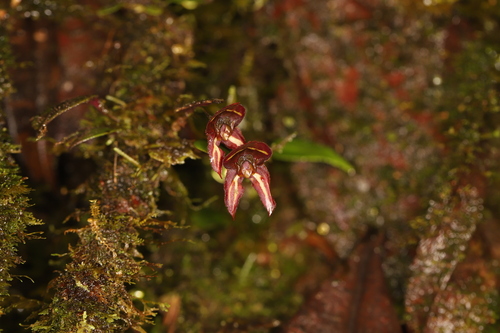 Image of Lepanthes carunculigera by (c) Adrien Jailloux, some rights reserved (CC BY)