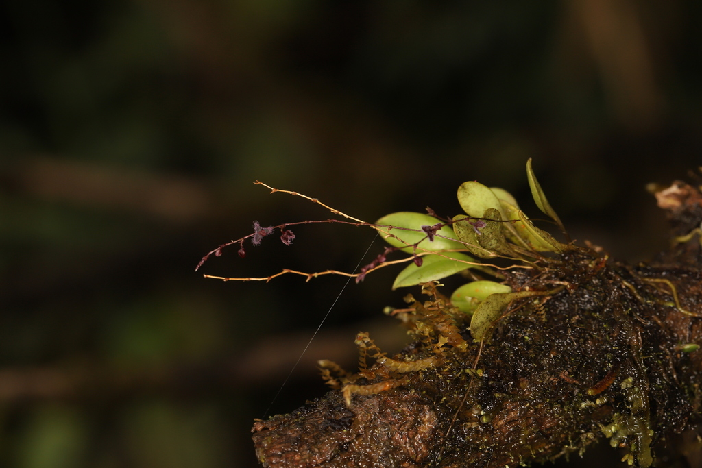 Stelis concinna