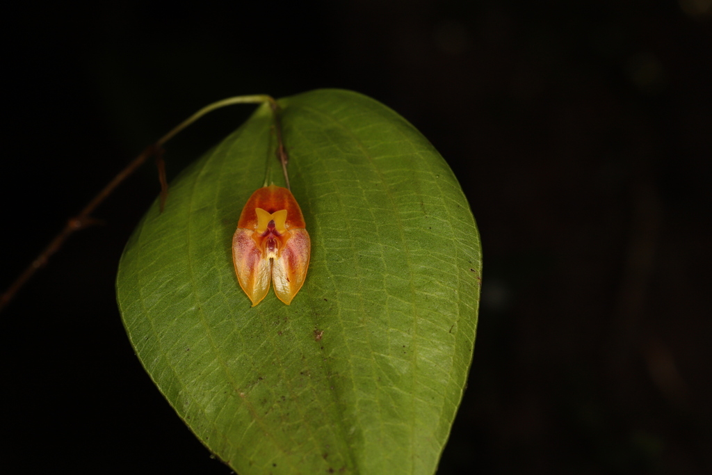 Lepanthes furcata