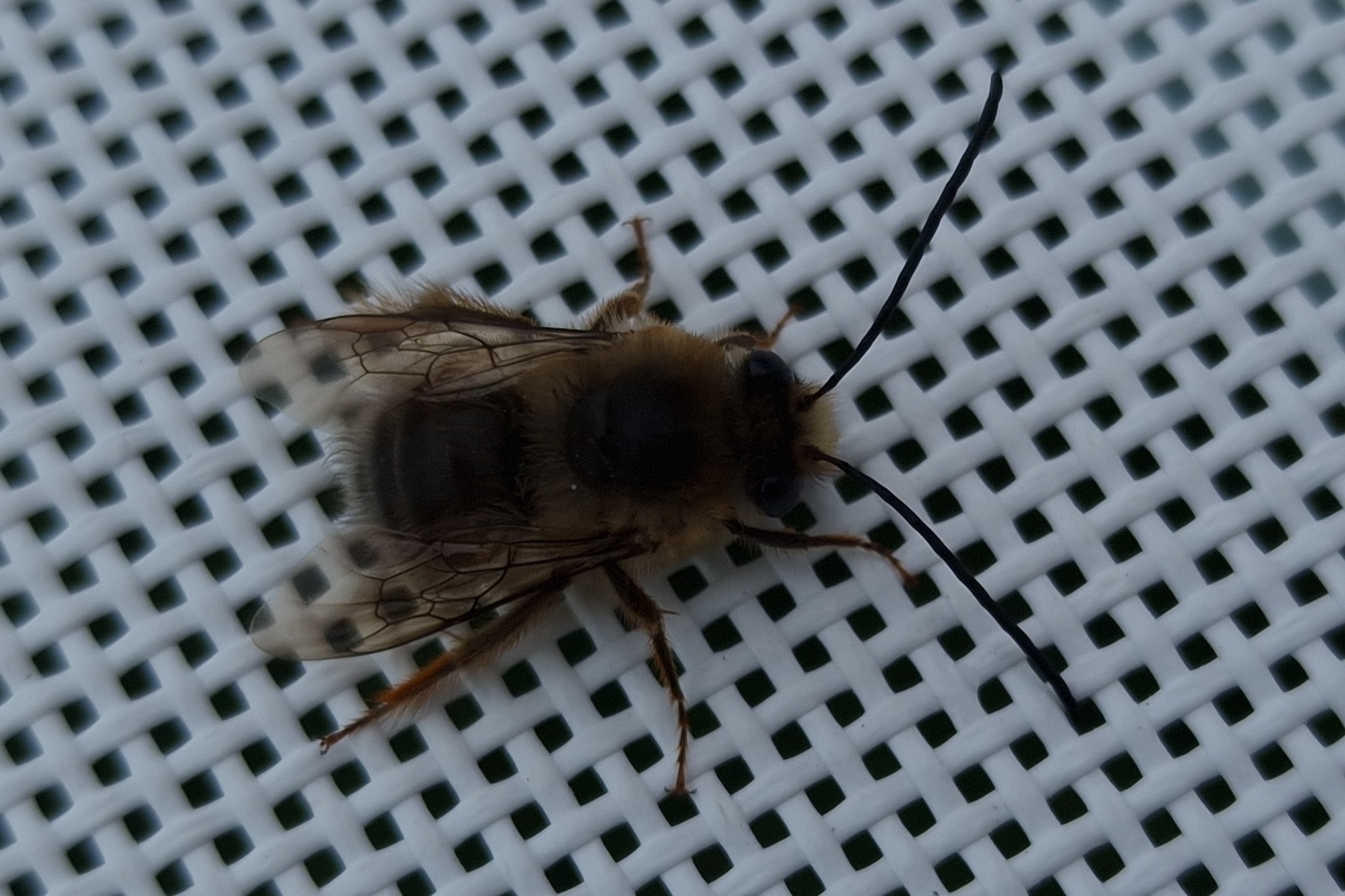 Eucera gracilipes