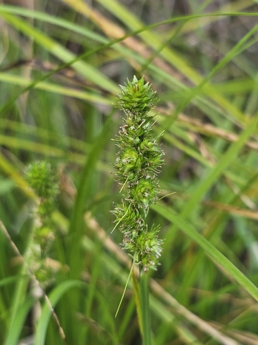 Image of Carex fissa by (c) Patrick Belk, some rights reserved (CC BY)