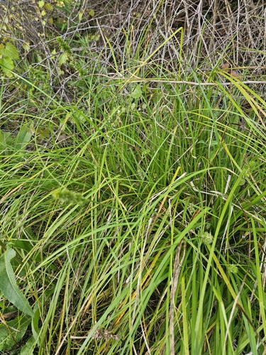 Image of Carex fissa by (c) Patrick Belk, some rights reserved (CC BY)