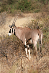 Oryx beisa beisa